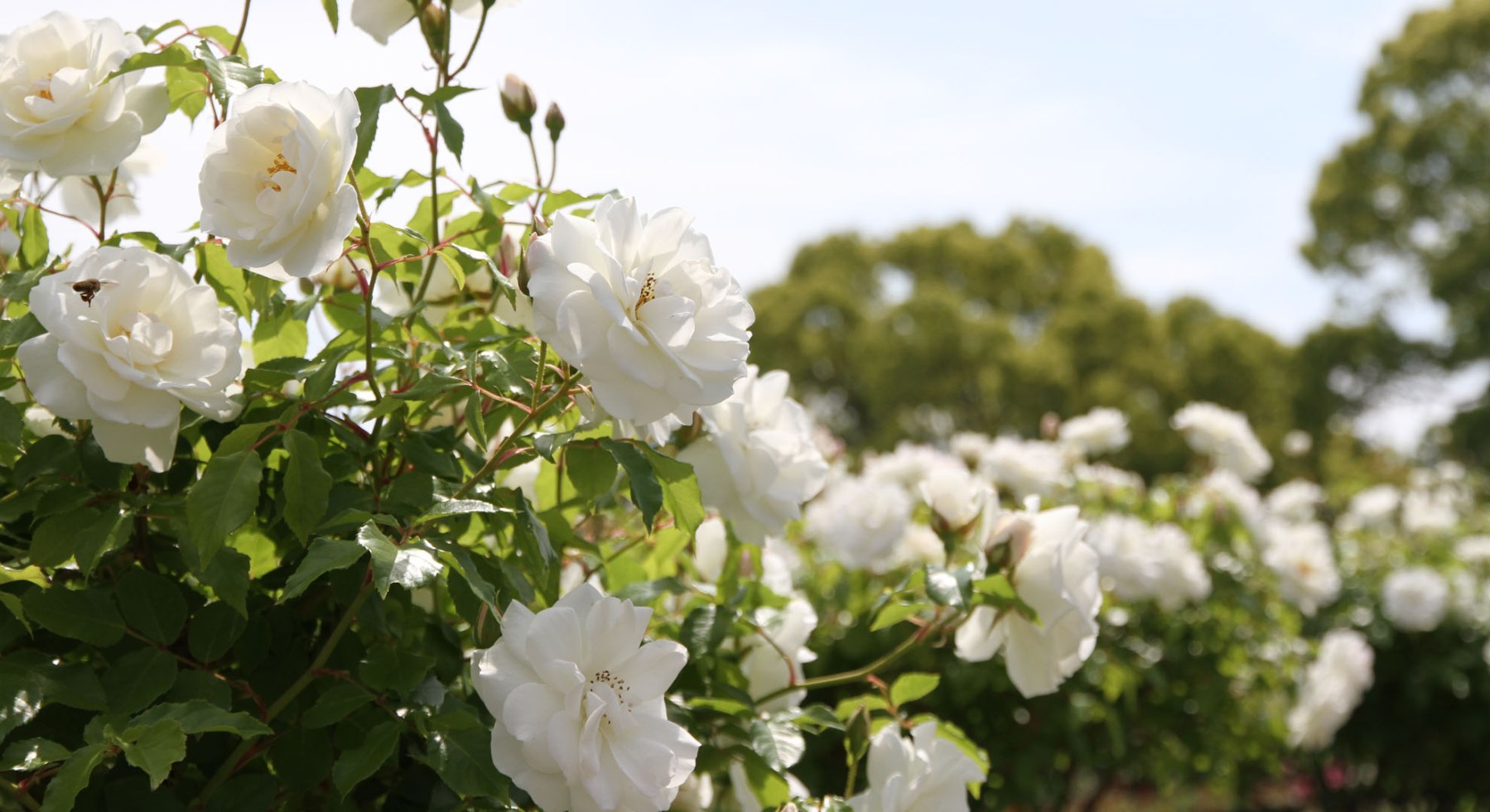 Sunraysia Funerals